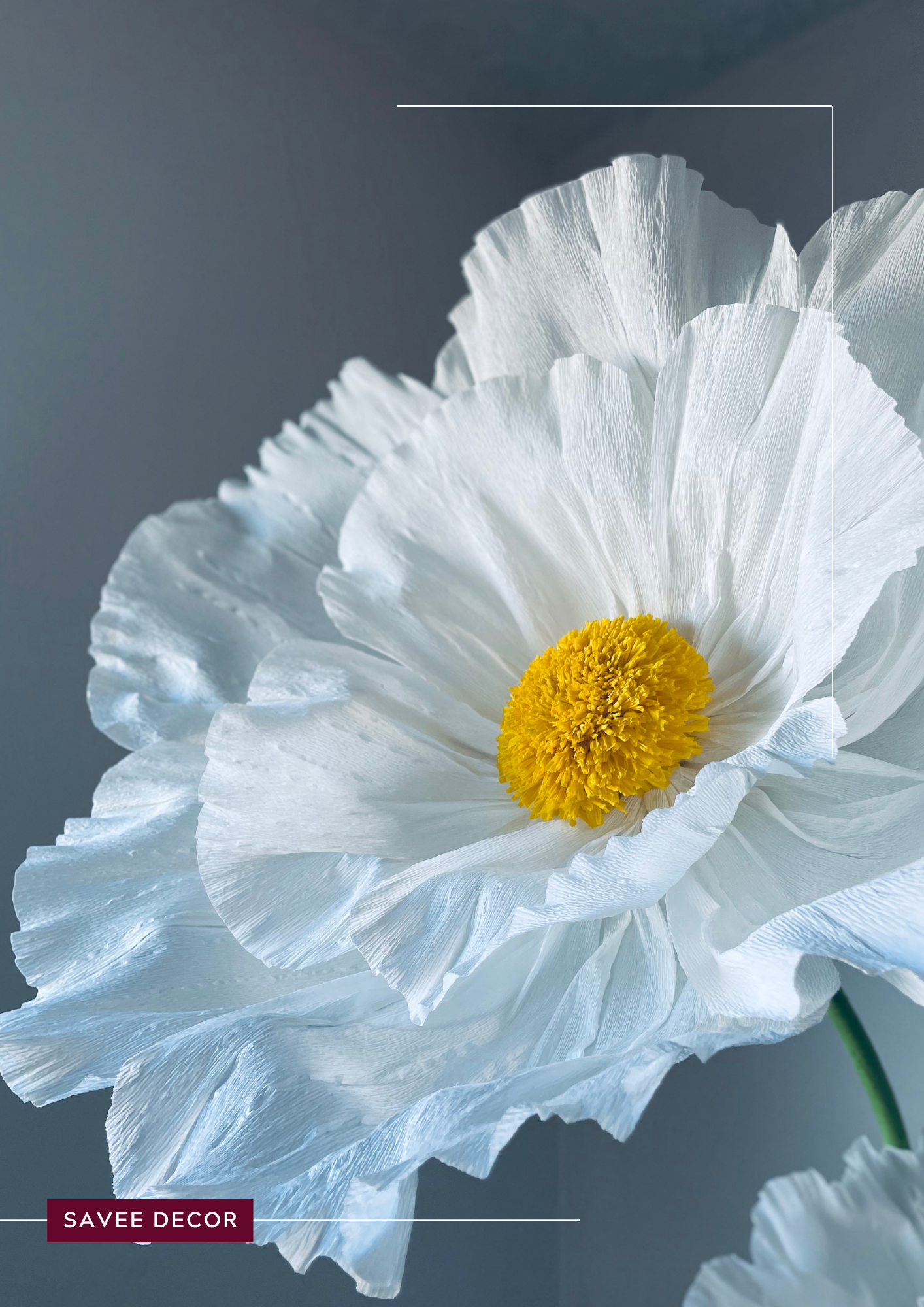 giant white poppies